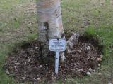image of grave number 848266